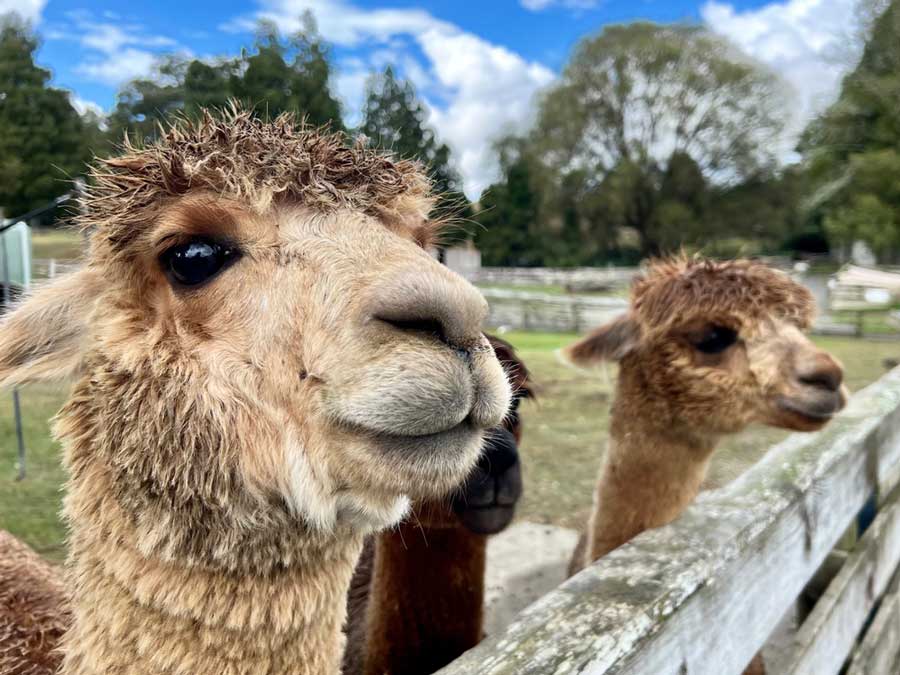 View of alpacas in Cape May