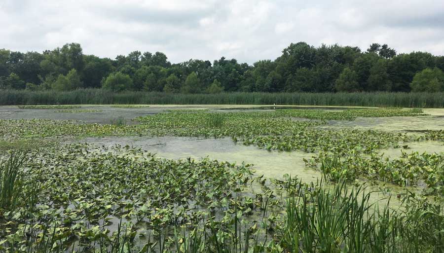 View of the author during her hike at the John Heinz National Wildlife Refuge