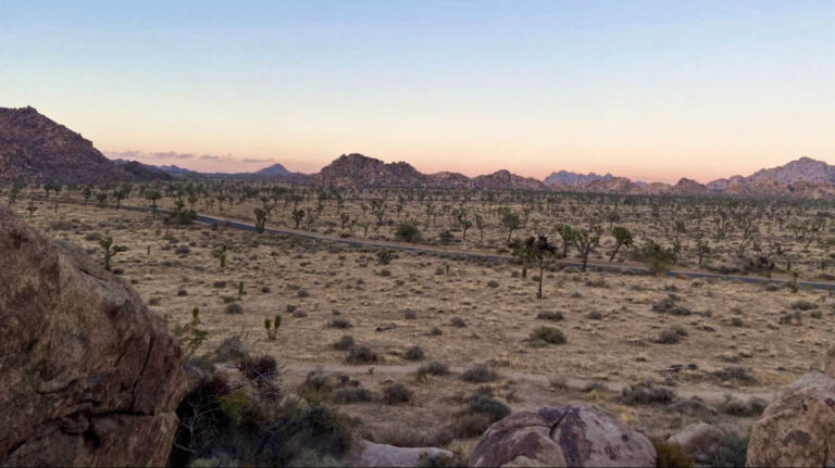 Panoramic view of the with Joshua Trees and desert boulders at sunset