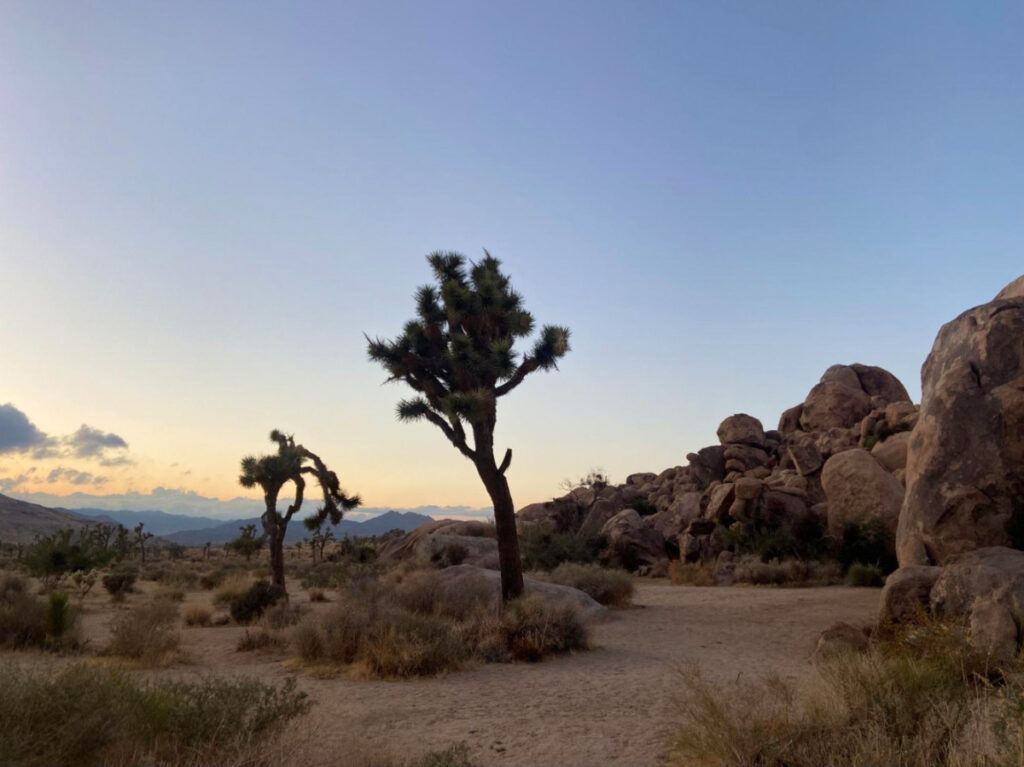 Joshua Trees seen at Joshua Tree National Park