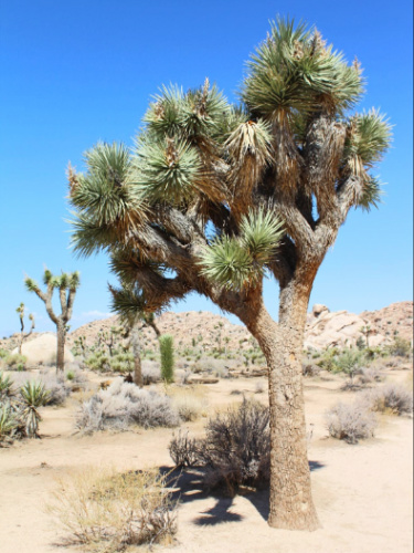 Clear blue sky over the Joshua Tree National Park