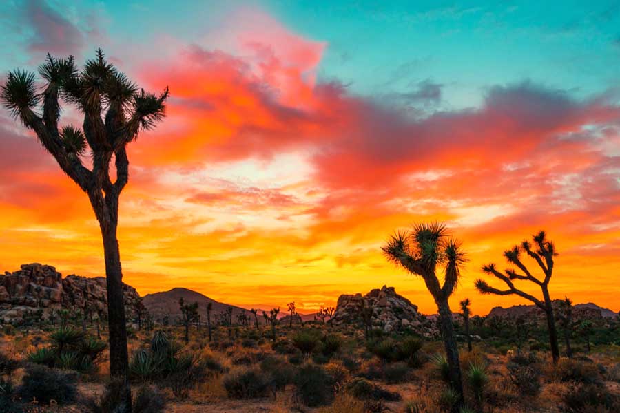 View of the colorful sunset in Joshua Tree National Park