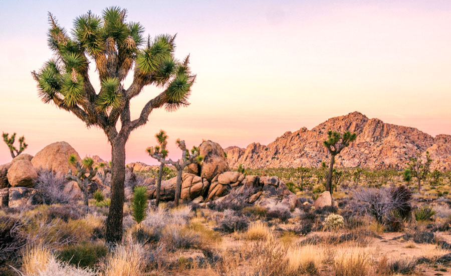 Scenic view of Joshua Tree in a National Park in San Diego