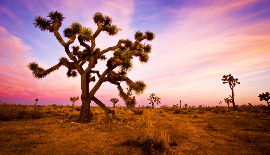 The colorful sky during sunset in Joshua Tree National Park
