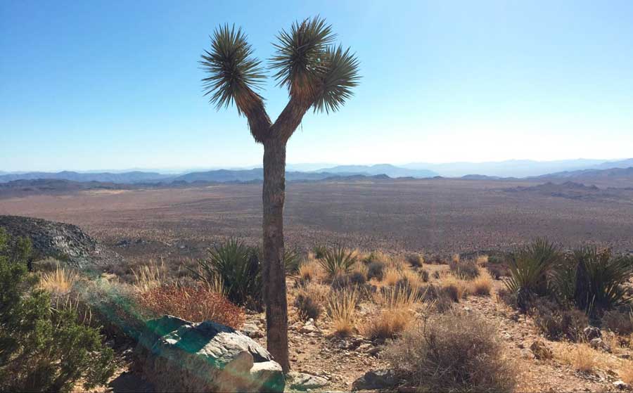A Joshua Tree standing on the national park