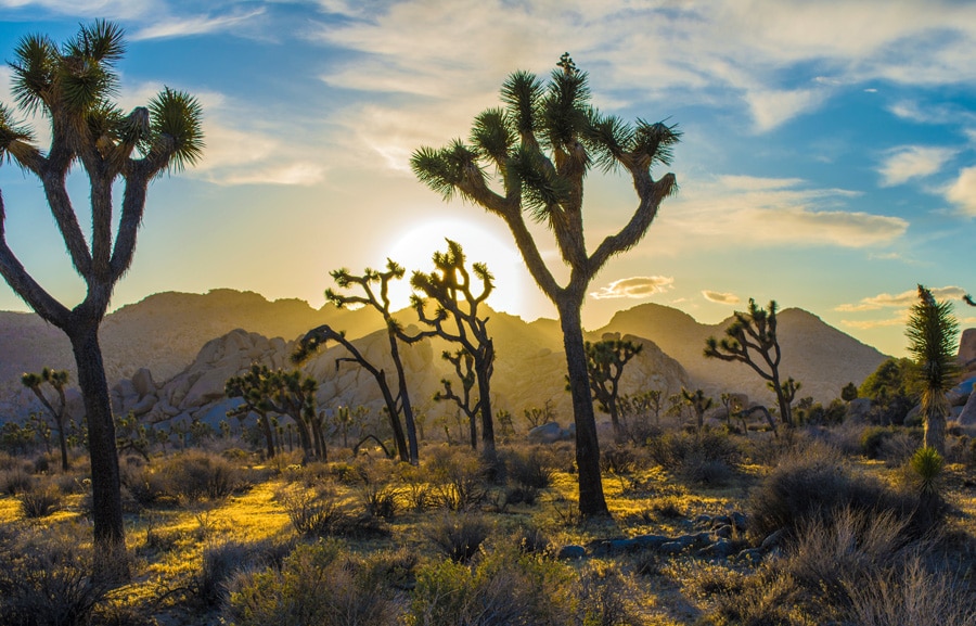 View of the beautiful sunset on Joshua Tree National Park