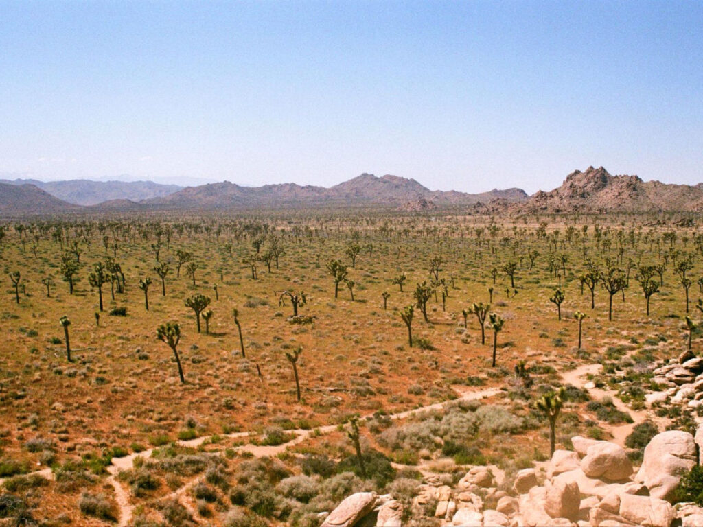 View of Joshua Tree National Park's desert landscape