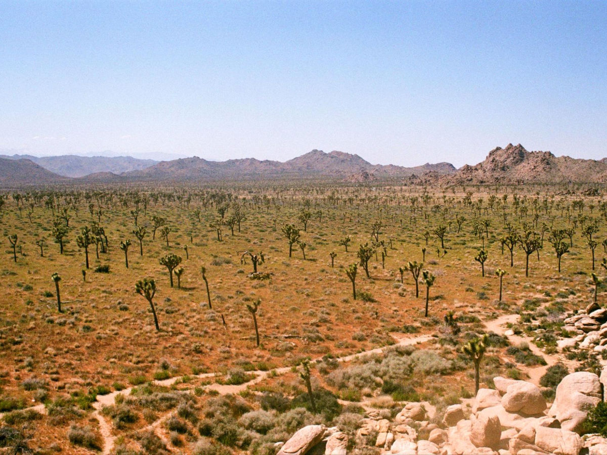 View of Joshua Tree National Park's desert landscape