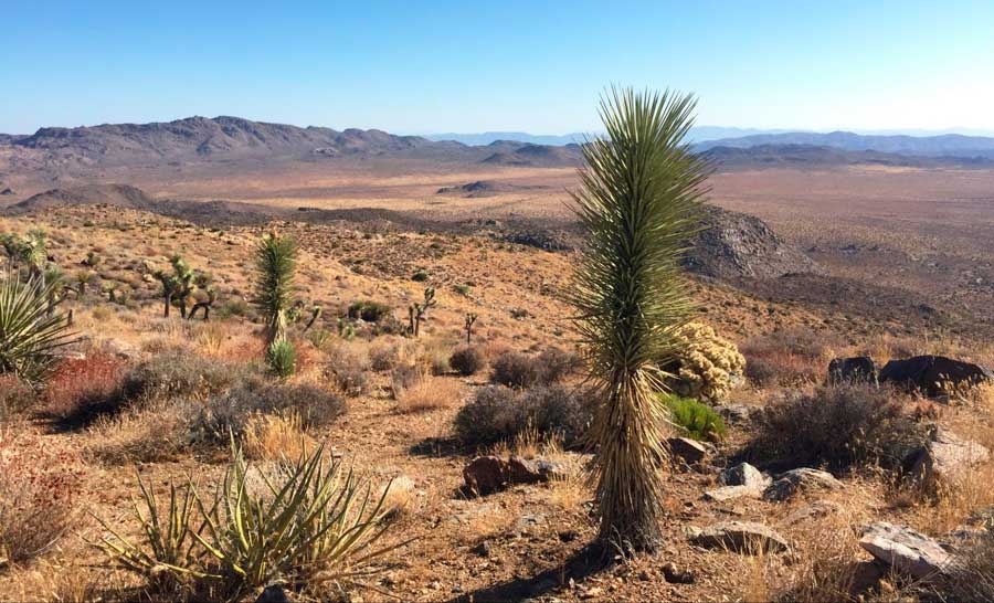 The Joshua Tree National Park under the clear blue sky