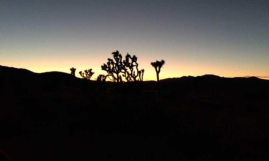 The Joshua Tree under the colorful sky during sunset