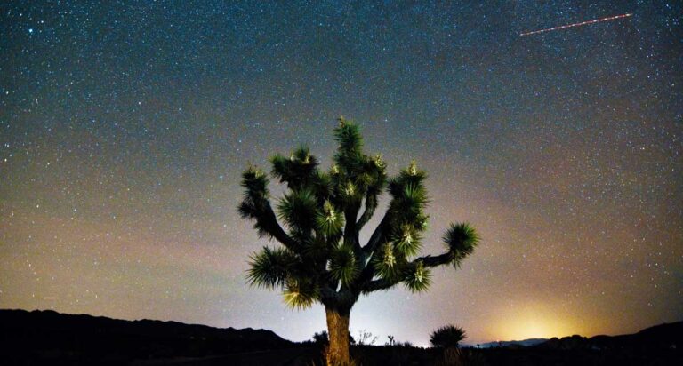 A Joshua Tree under the colorful night sky and stars in Joshua Tree