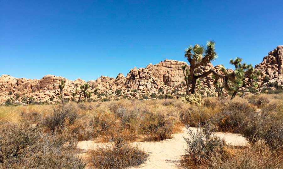 Clear blue sky over the Joshua Tree National Park