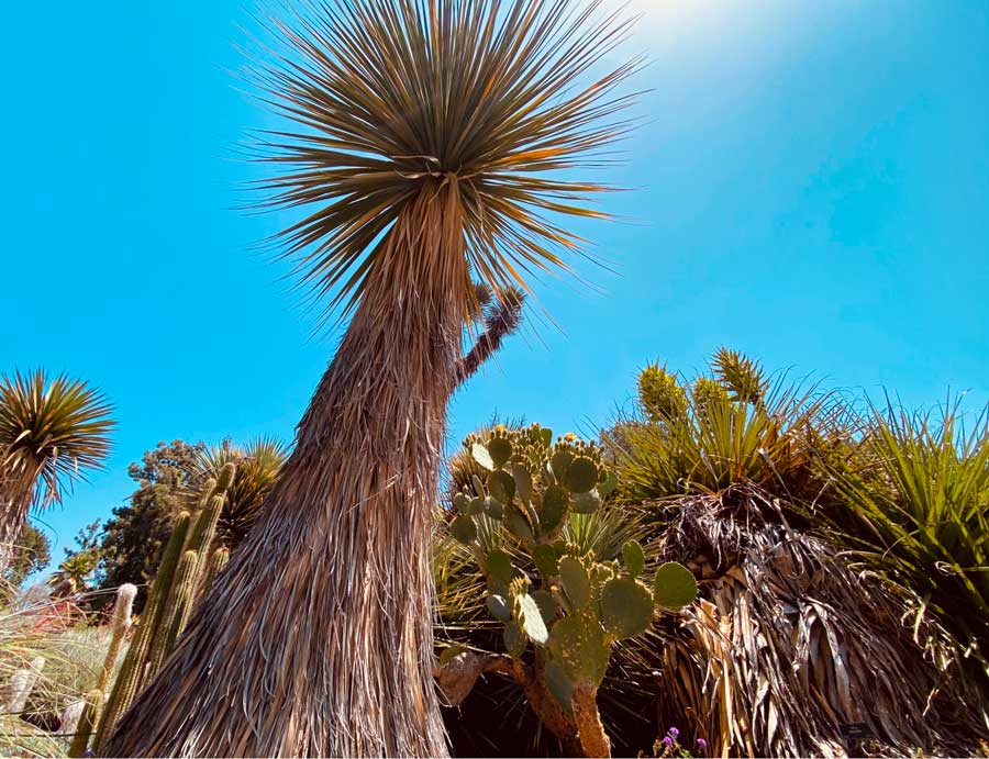 The cactus garden in Joshua Tree National Park