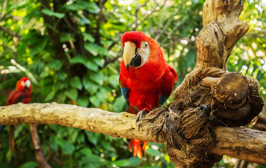 View of a scarlet macaw on a tree branch