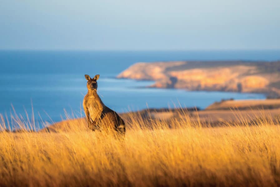 A kangaroo on the Kangaroo Island