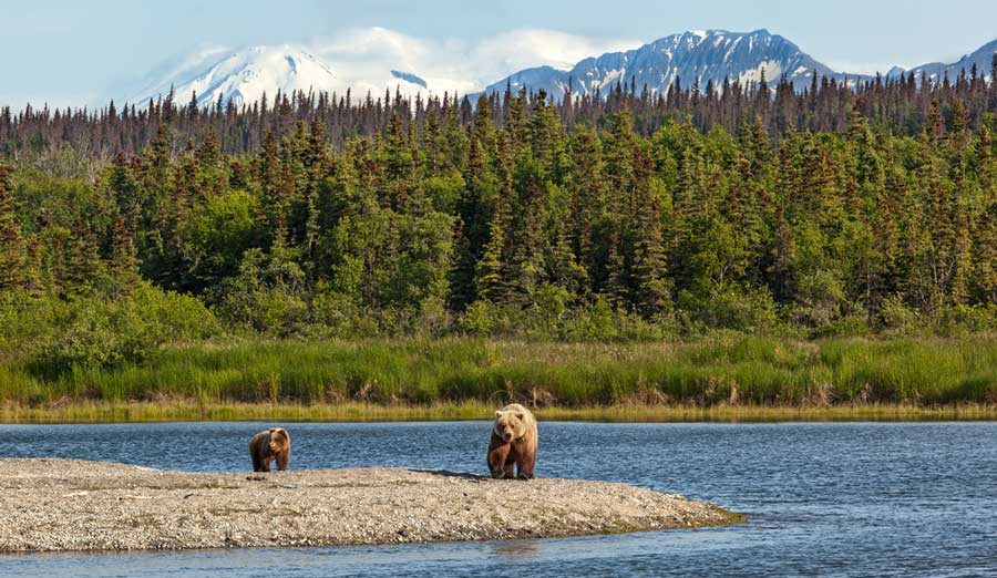 Grizzly bears at the Katmai National Park