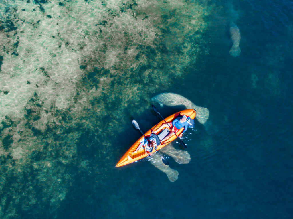 Aerial view of the people kayaking with the manatees at Crystal River