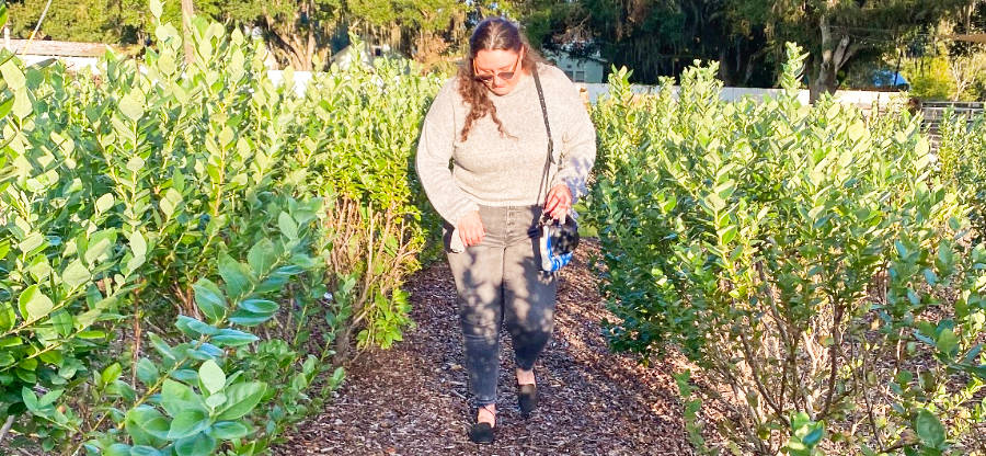 The author (Marina Martinelli) roams around the fields of Keel and Curley Winery in Plant City