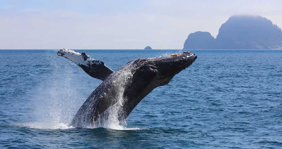 View of a humpback whale in Kenai Fjords National Park