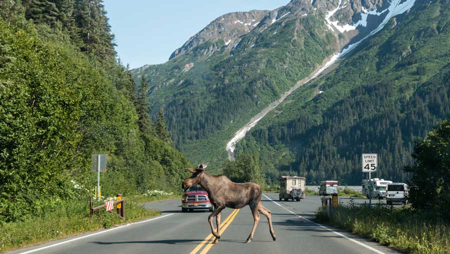 A moose crossing the street in Kenai Peninsula