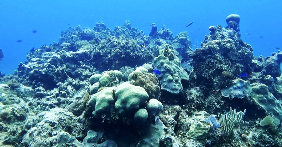 View of coral reefs under Key Largo
