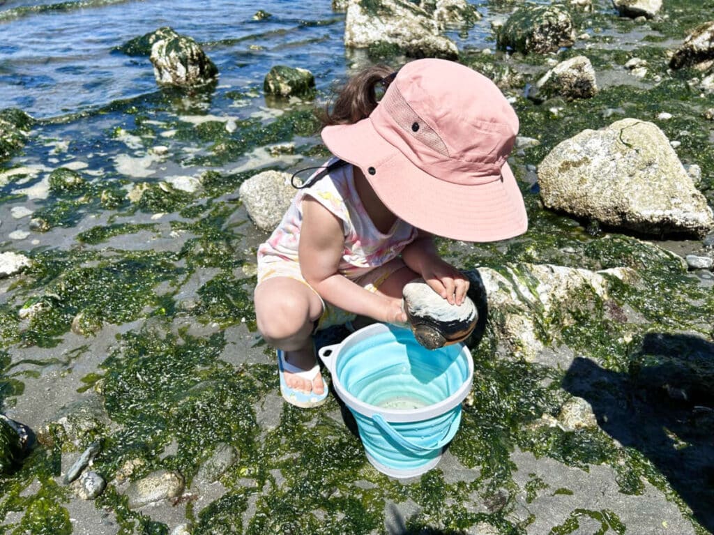 A kid checking out the geoduck in the tide pools of Discovery Park