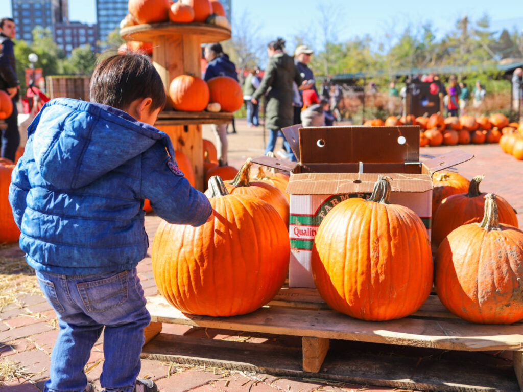 A little boy is choosing pumpkin for the Halloween celebration at Jack’s Pumpkin Pop-Up