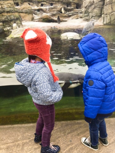 View of the kids looking at the penguins in Woodland Park Zoo