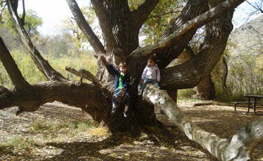 Two little kids taking a break on a tree