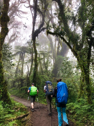View of the hikers along the trail in the middle of the woods