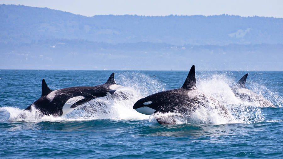 View of the killer whales jumping over the ocean
