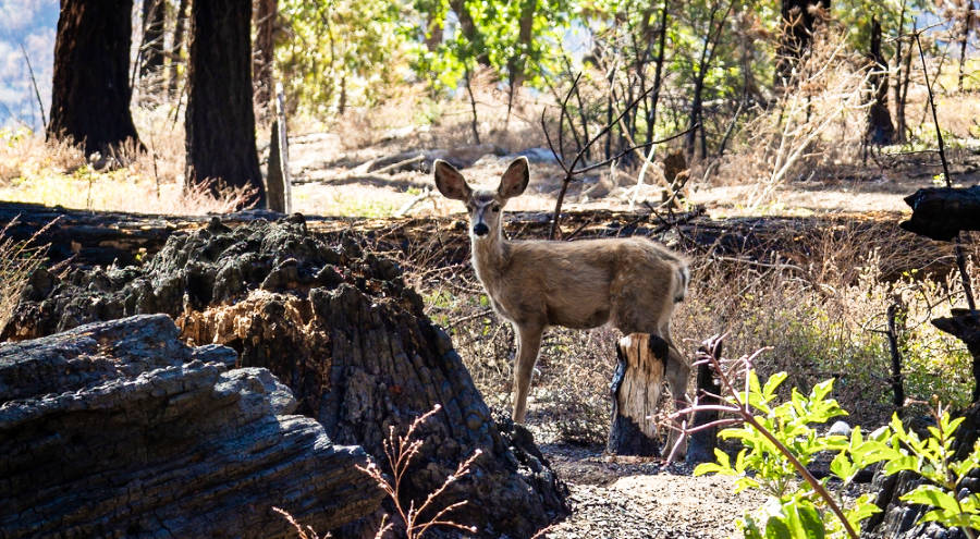 A deer in the forest with burnt trees in the Kings Canyon National Park