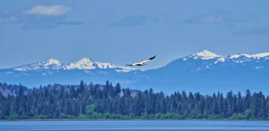A bird flying over the Klamath Lake