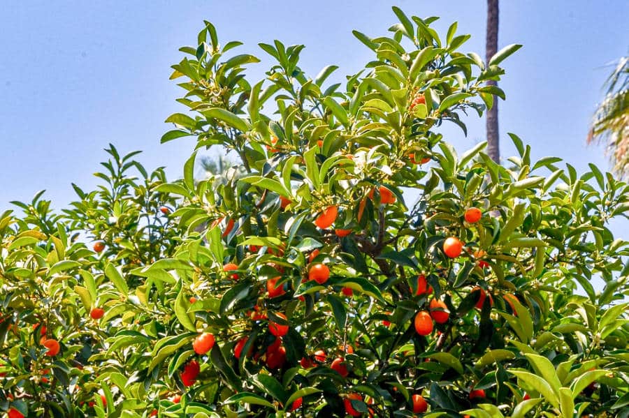View of the tree with ripe kumquats