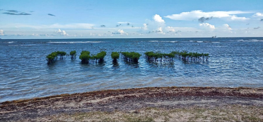 A natural reef on the shore and plants in the shallow water of La Guancha beach