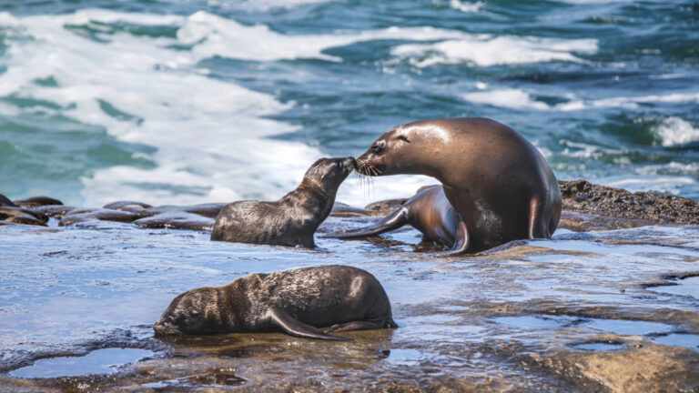 A sea lion family on a beach
