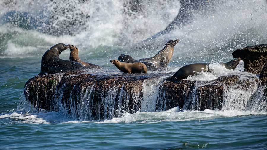 View of sea lions on top of a rock in La Jolla