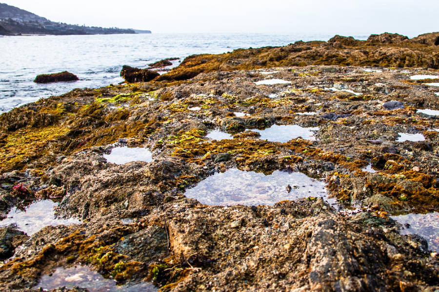 A closeup view at the Laguna Beach Tide Pools