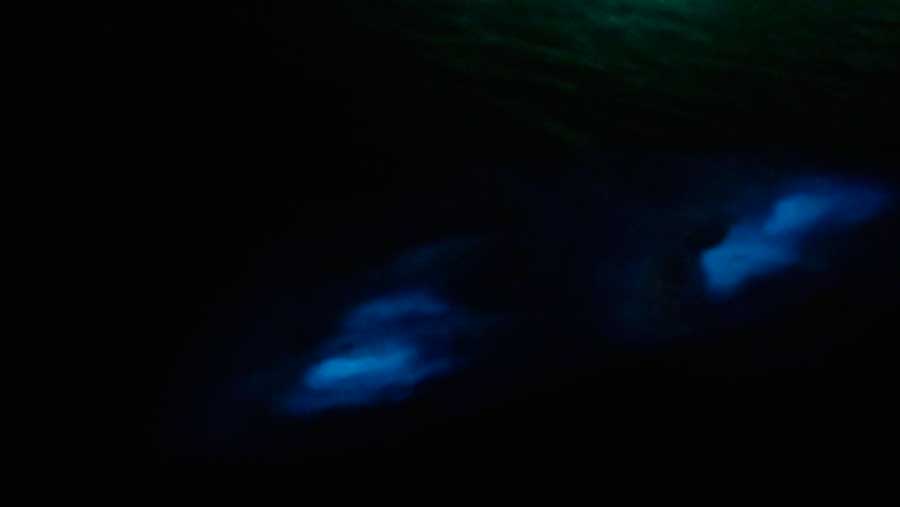 Glowing water at the Laguna Grande Bio Bay at night