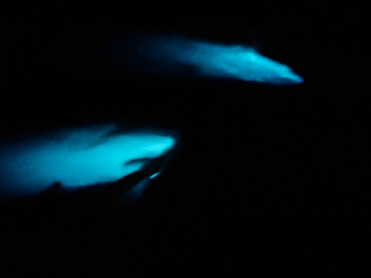 View of the bioluminescence on Laguna Grande Bio Bay