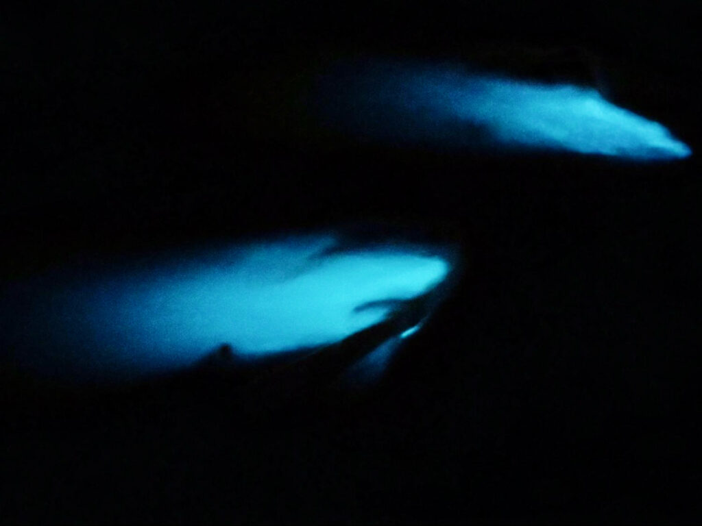 The bioluminescence in Laguna Grande at night