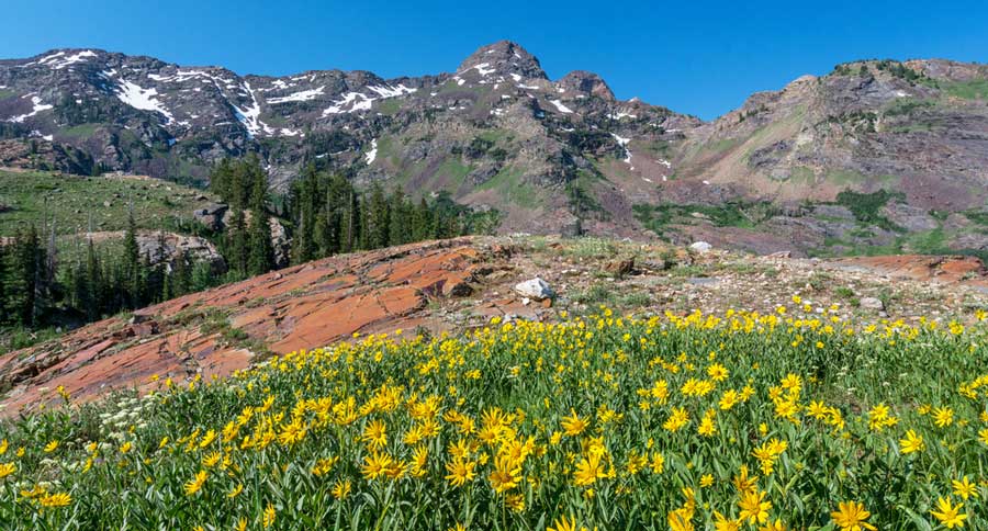Colorful flower fields and clear blue sky over the Lake Blanche Trail