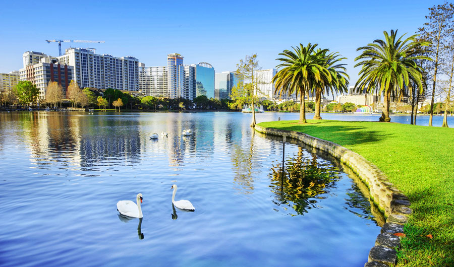 View of swans on the Lake Eola