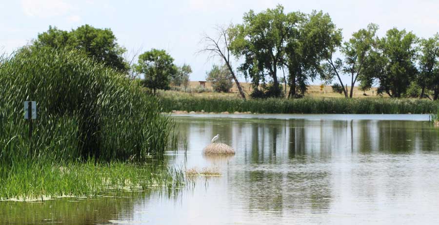 View of a bird at the Lake Ladora