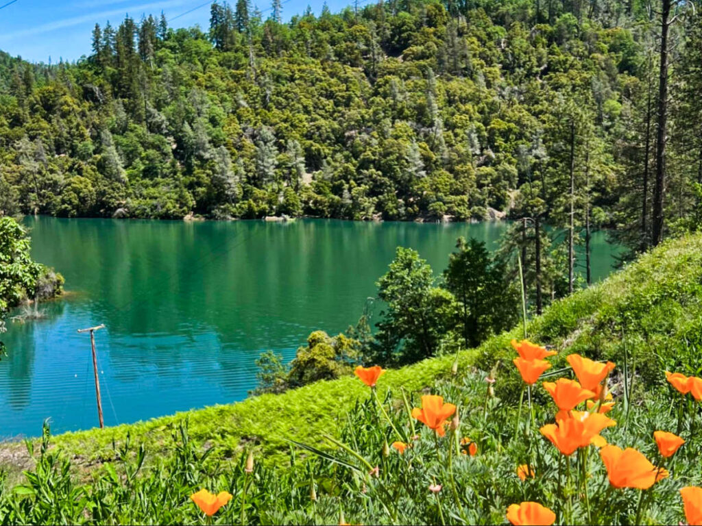 Scenic view of Lake Siskiyou surrounded by the rainforest and the blooming flowers in spring