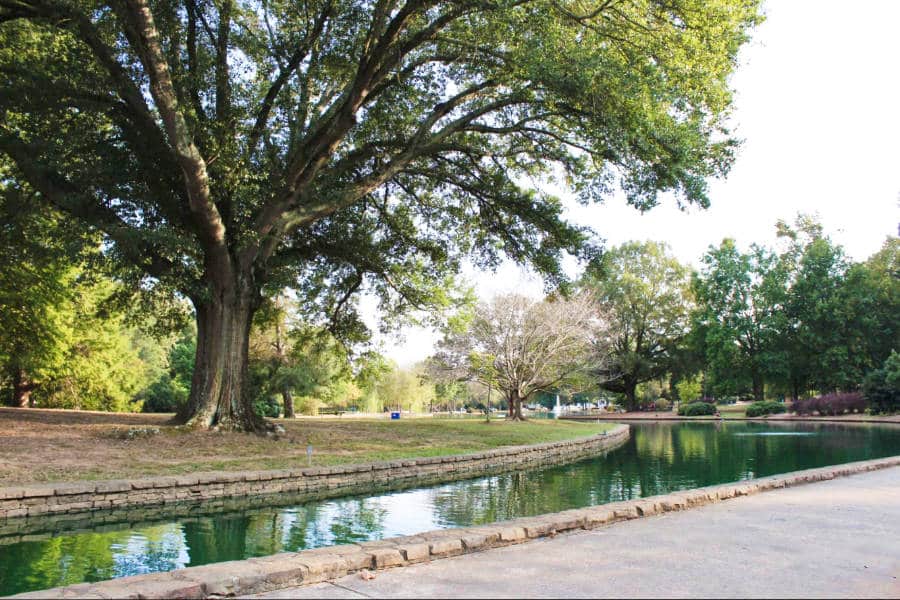 View of the huge tree near the river in the Freedom Park