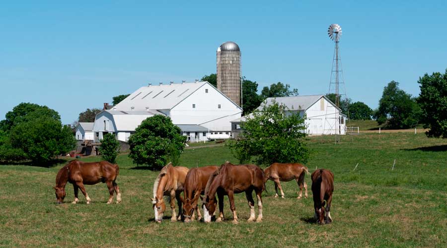 Horses eating grasses at the Lancaster County