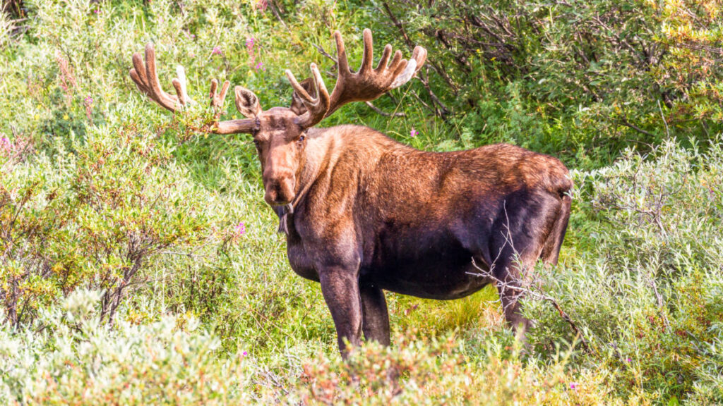 Closeup look at the wild bull moose in the middle of greenery