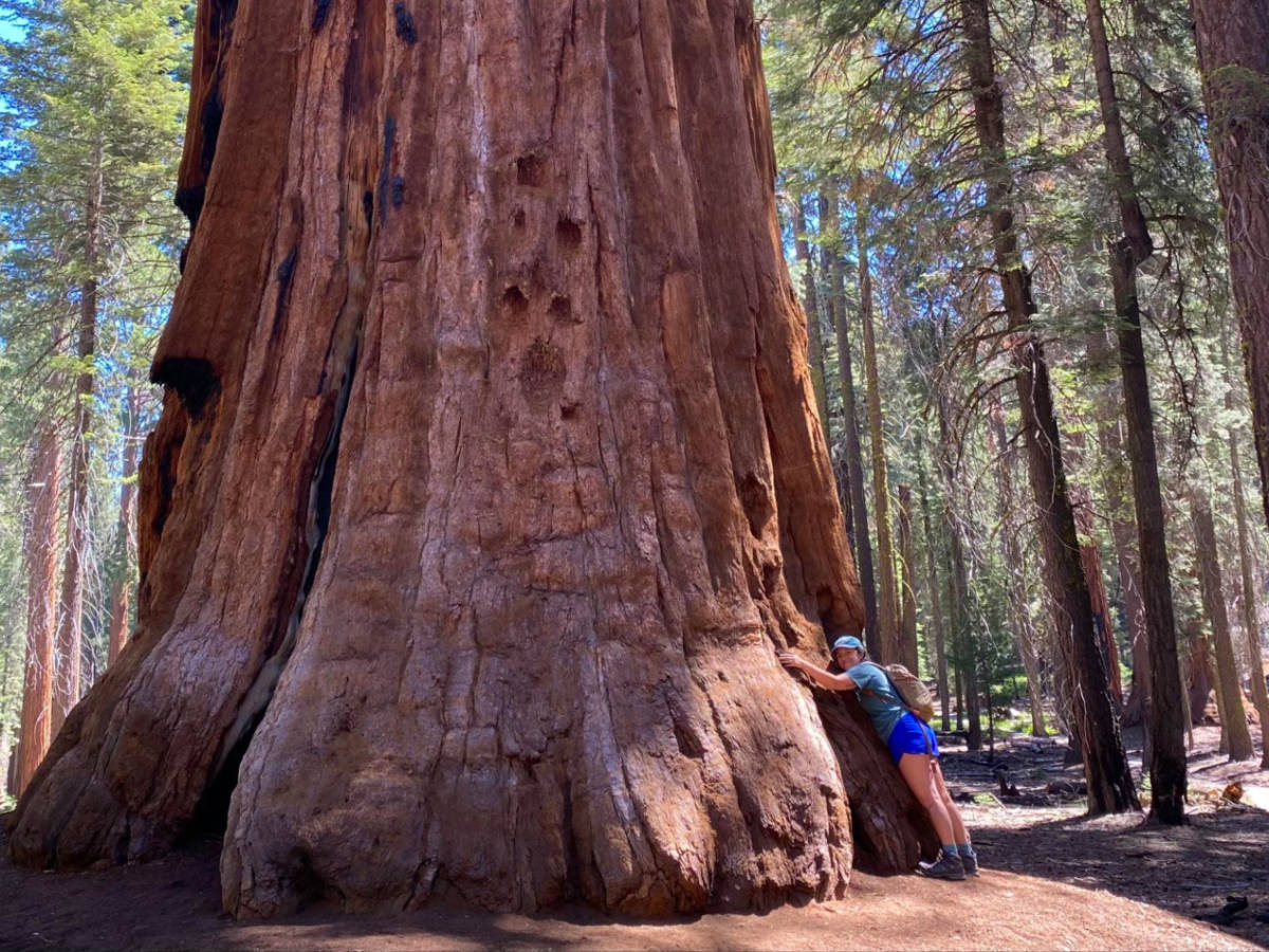 Writer Laura McFarland hugging a tree at Sequoia National Park