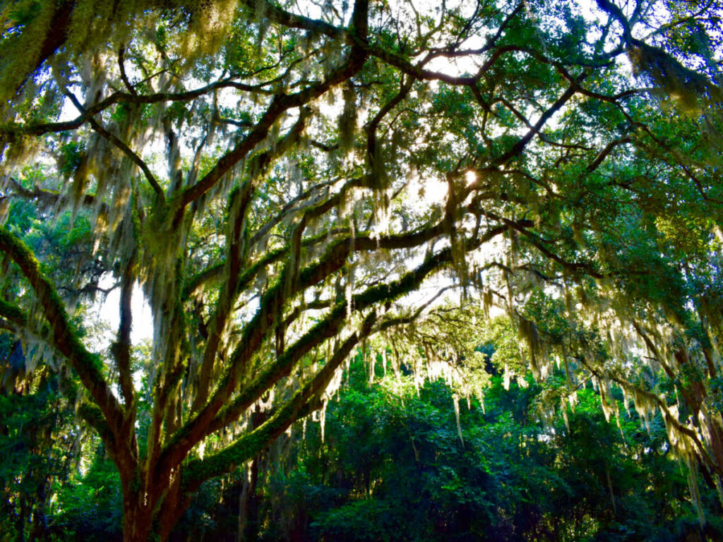 View of the huge trees at Timucuan Ecological and Historical Preserve